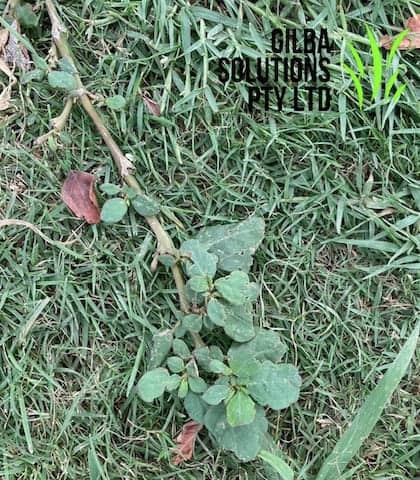 horse purslane with its prostrate growth nature spreading over a lawn