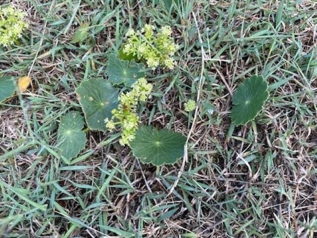 Hydrocotyle or dollarweed round leaves spreading in lawn