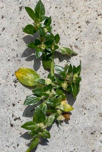 Khaki weed showing prostrate growth with opposite leaves and white clustered flowers at nodes