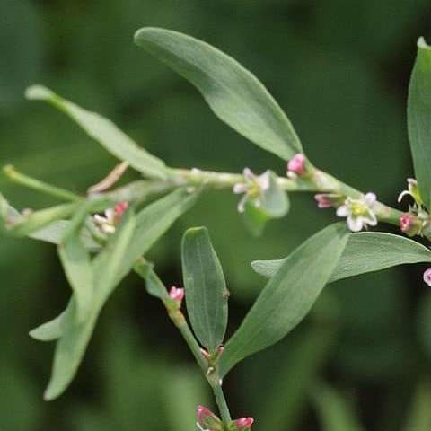 Knotweed has low spreading stems with small oval leaves and jointed nodes in compacted turf