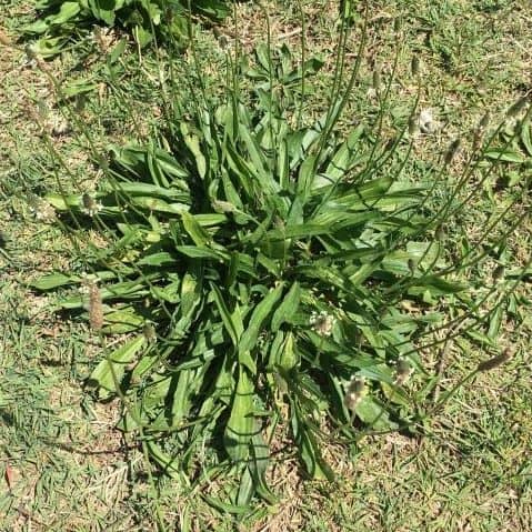 Lambs tongue plantain showing narrow ribbed leaves and upright seed spike in lawn