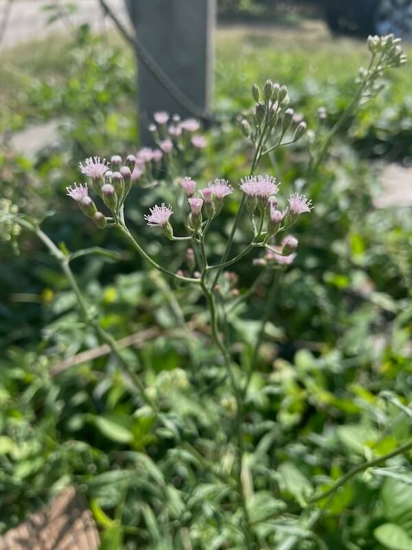 Little ironweed showing slender upright stems with small purple flower clusters and narrow leaves in lawn or disturbed soil
