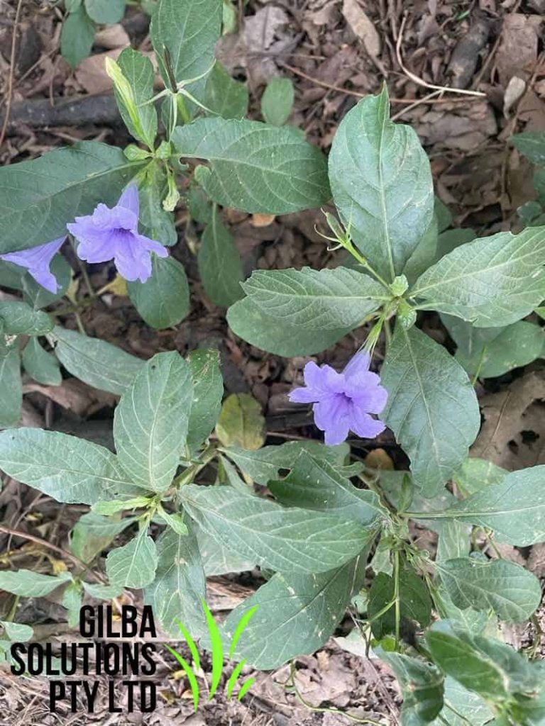 Minnieroot plant showing upright growth with purple tubular flowers and broad leaves in lawn or disturbed soil