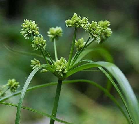 Nutgrass in lawn showing upright leaves and triangular stem with emerging seed head