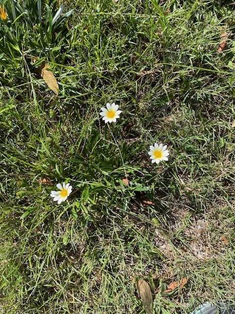 Ox-eye daisy showing white petals with yellow centre on upright stems in lawn