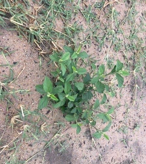 Paddys lucerne showing upright growth with narrow diamond-shaped leaves and woody stems in turf or disturbed soil