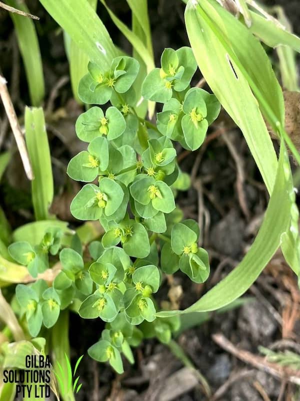Petty spurge showing small upright growth with smooth oval leaves and milky sap in lawn or garden soil