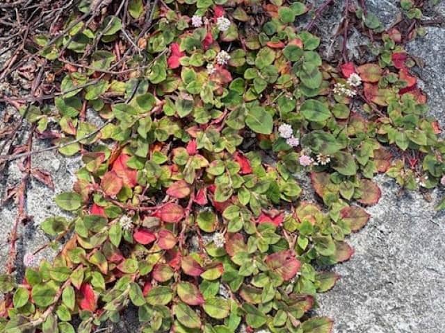 Pink knotweed showing low creeping growth with small round pink flower heads and oval leaves in turf