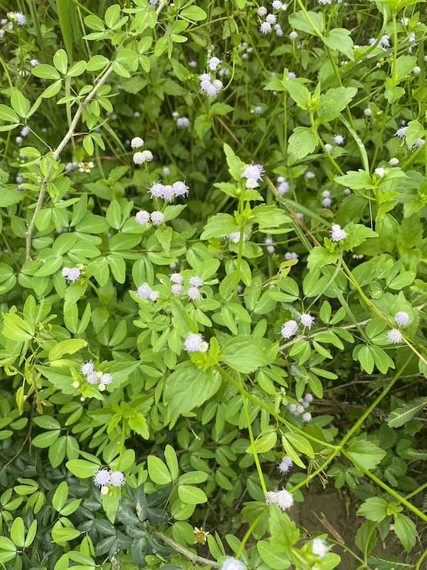 Praxelis plant showing soft hairy leaves and small pale purple clustered flowers