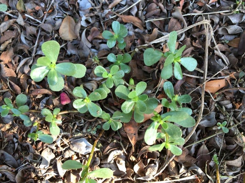 Purslane showing prostrate growth with thick fleshy leaves and reddish stems in lawn or bare soil