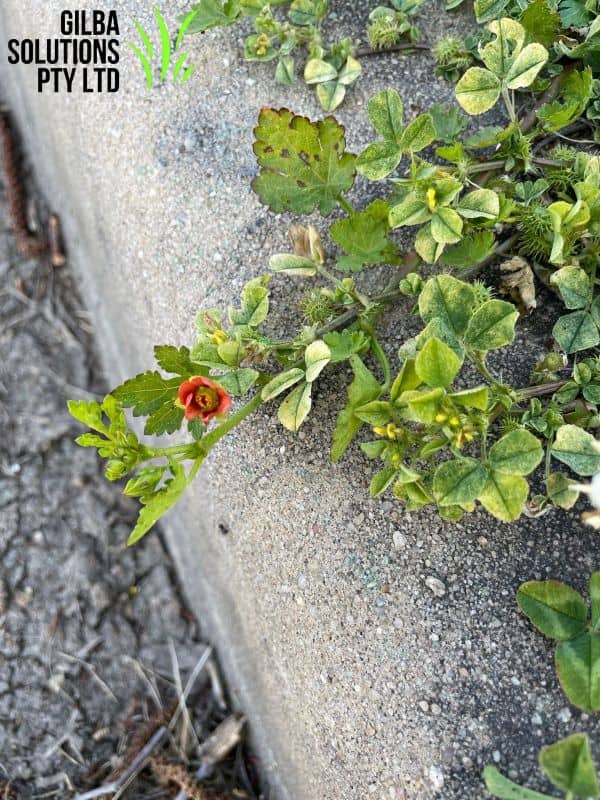 Red flower mallow showing low creeping growth with small reddish-orange flowers and rounded lobed leaves in lawn