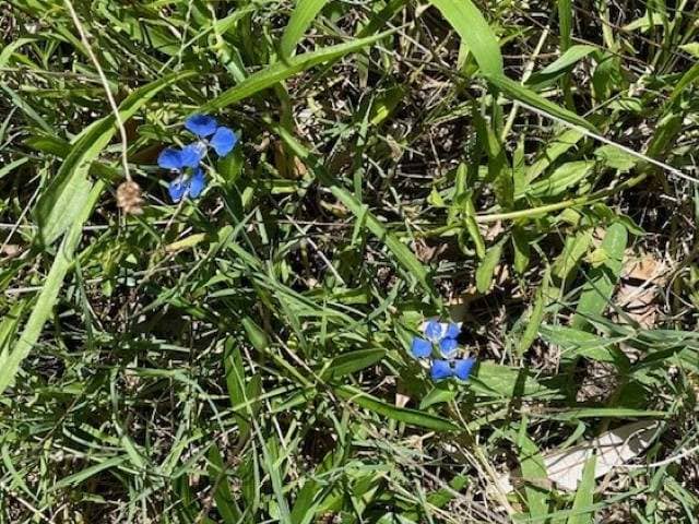 Scurvy weed showing creeping stems with glossy leaves and bright blue flowers in lawn