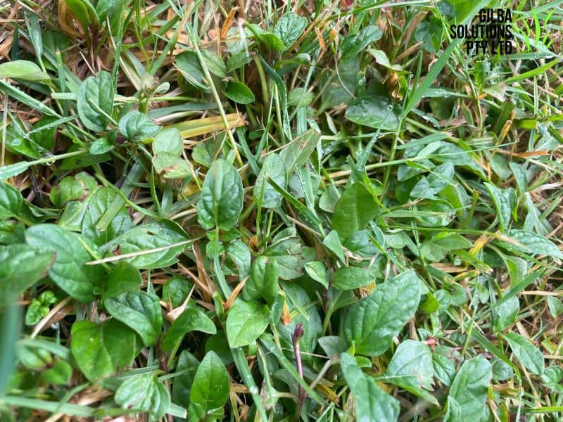 Self heal showing low creeping growth with oval leaves and purple flower spike in lawn
