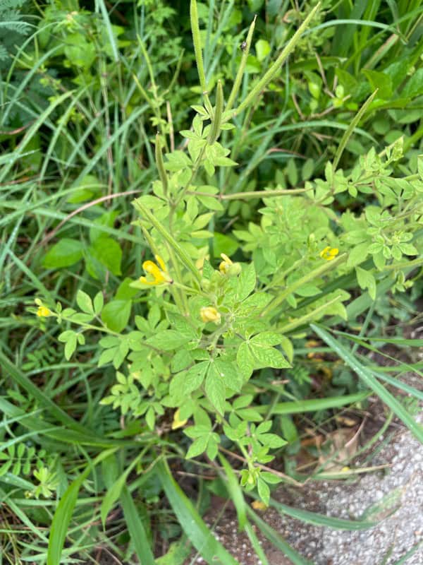 Senna plant in Australia showing yellow pea-like flowers, pinnate leaves and developing seed pods