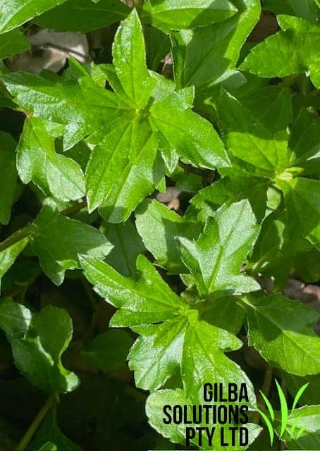 Singapore daisy in lawn showing creeping stems, and glossy leaves