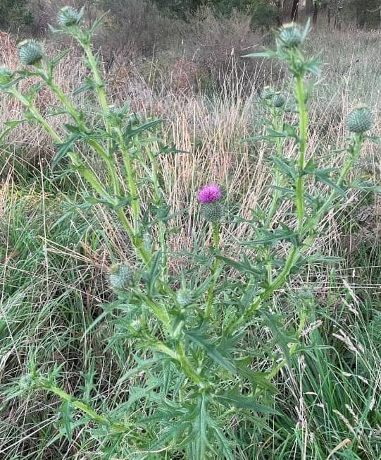 Spear thistle rosette with deeply lobed spiny leaves and purple flower head