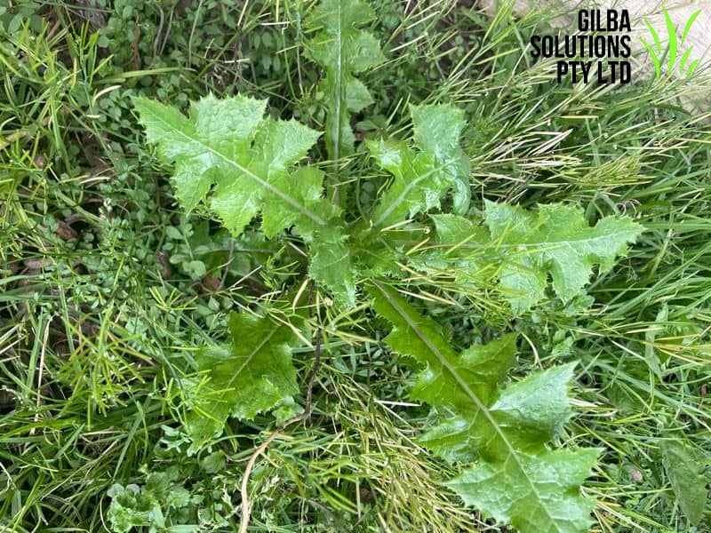 Spiny sowthistle showing upright growth with glossy spiny leaves clasping the stem and yellow flower heads