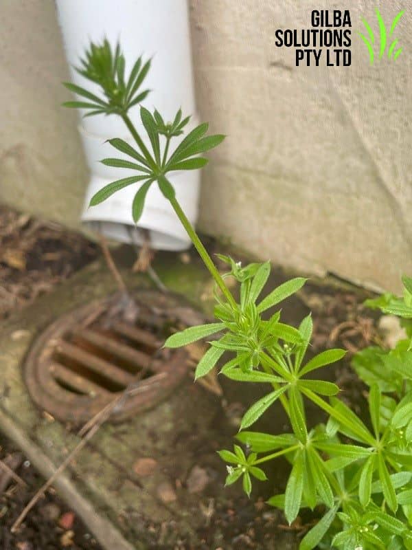 Cleavers showing whorled leaves and sticky stems that cling to clothing and surrounding plants