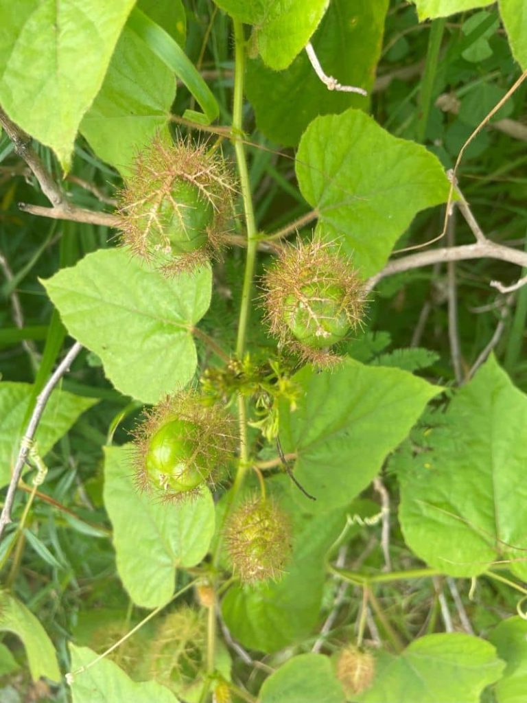 Stinking passionflower vine showing hairy leaves, tendrils, and enclosed fruit in lawn or disturbed area