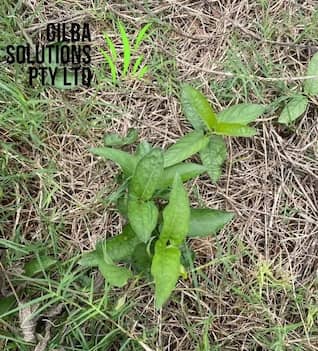 Stinkvine vine showing twining stems, opposite leaves, and small tubular flowers climbing over vegetation