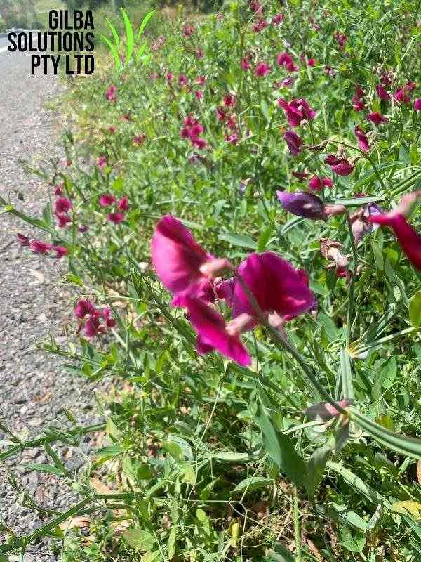 Tangier pea showing climbing stems with paired leaflets and bright pink pea-like flowers