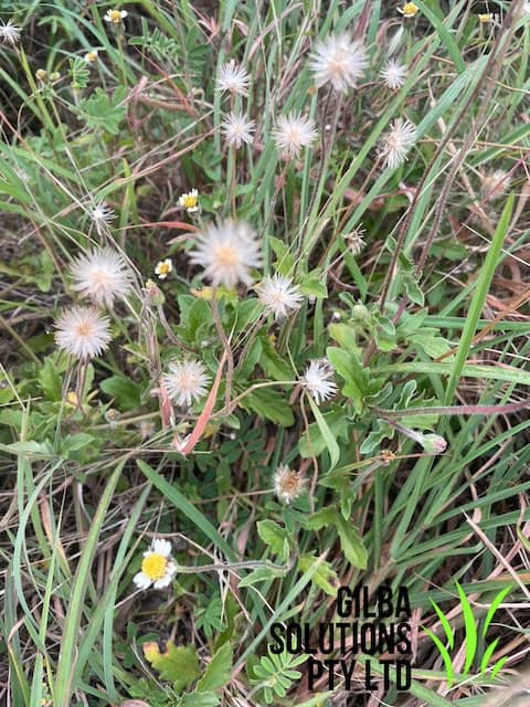 Tridax daisy showing small white petals with yellow centre and creeping stems in lawn