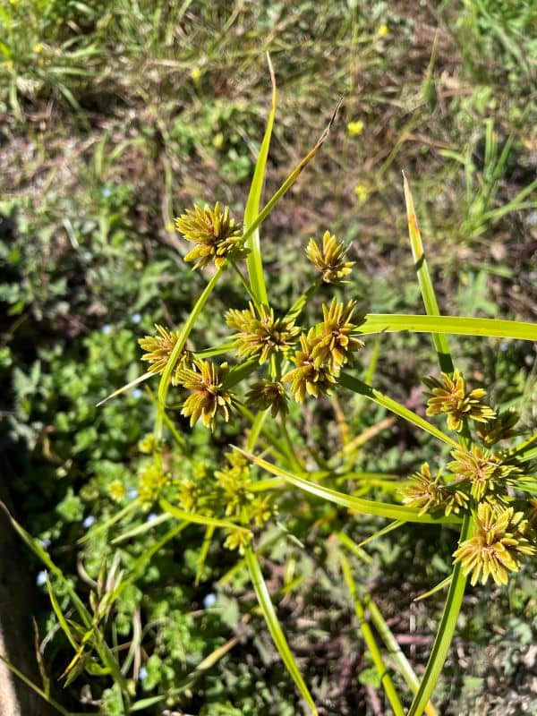 Umbrella sedge showing long leaf-like bracts radiating from a central point with clusters of golden-brown spikelets on upright stems in lawn
