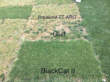 Three annual ryegrass cultivars side by side showing different performance under identical management conditions, evidence for the value of cultivar selection over generic VNS seed