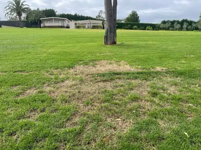 Billbug damage patch in warm-season Australian turf showing irregular brown dieback around a tree