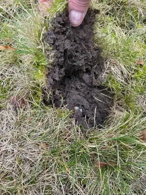 Peel-back inspection showing yellow-headed cockchafer larva in soil profile with severed turf roots