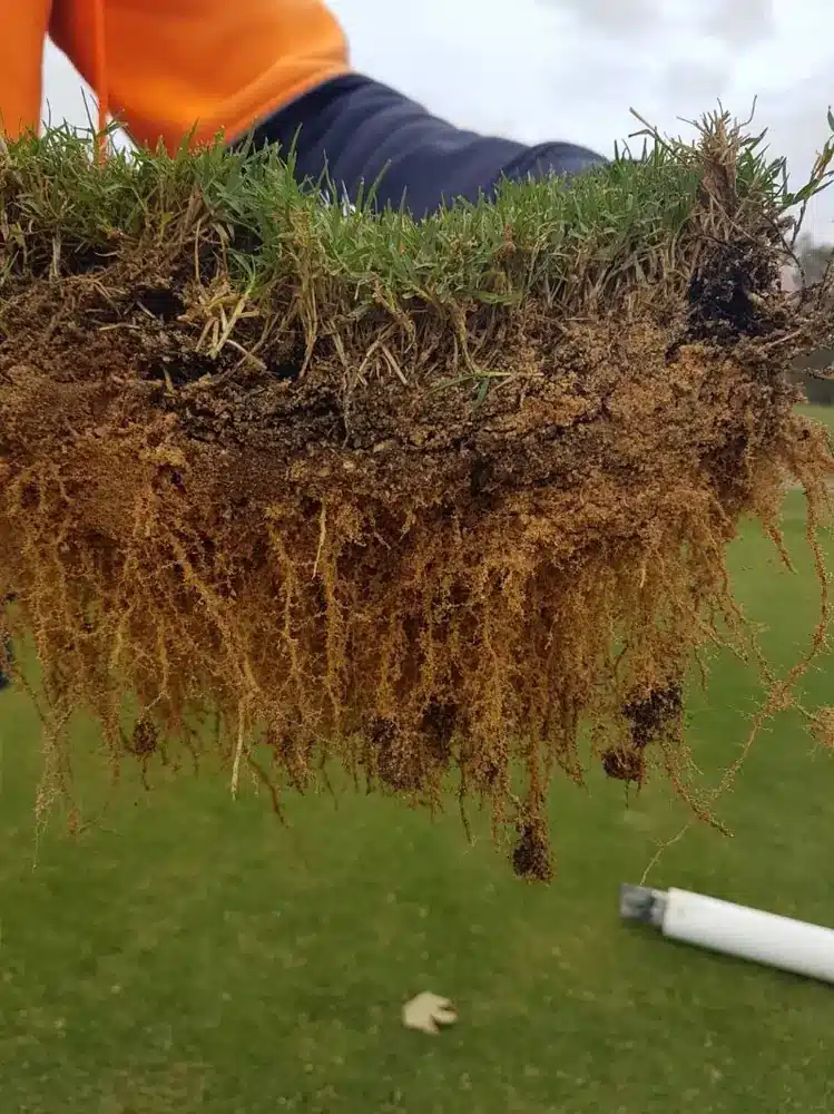 Hand holding a turf soil core showing a 200mm deep dense root mass below couch