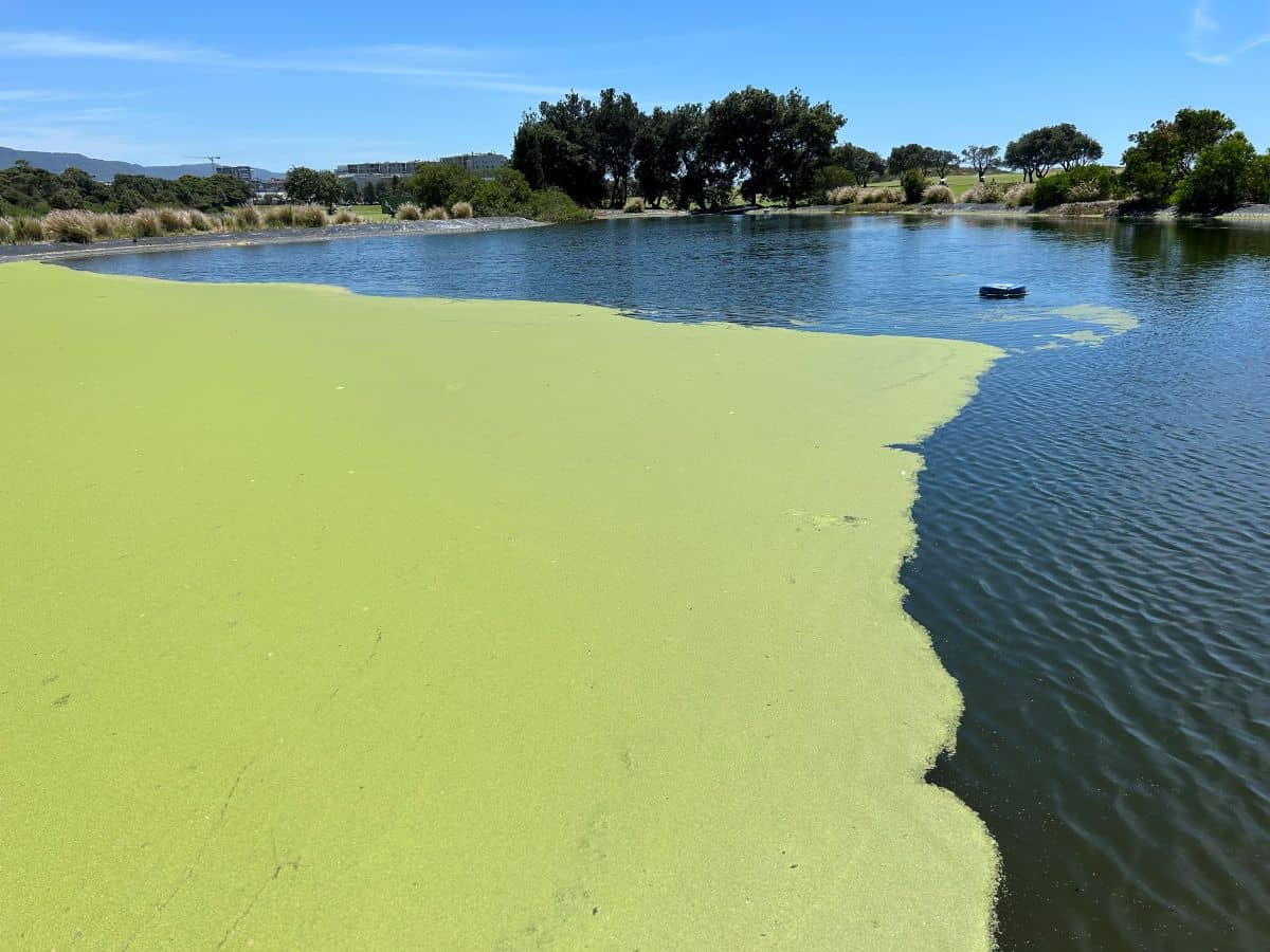 Wind-rafted floating pondweed mat covering one half of a turf irrigation storage lake, with irrigation float visible, illustrating aquatic macrophyte infestation on a nutrient-loaded water source