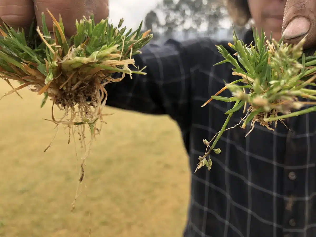 Indaziflam herbicide root pruning damage shown on poa annua compared with untreated control