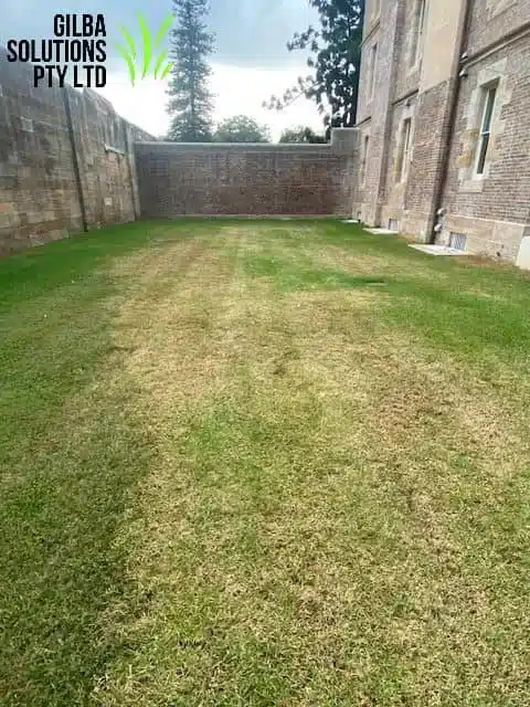 Lawn armyworm damage on Sydney sportsturf showing scalped patches across a maintained lawn