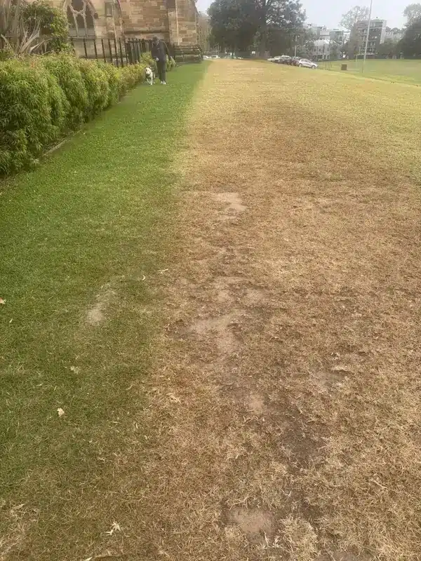 Maleic hydrazide injury on traffic-stressed kikuyu in autumn — discolouration and thinning on a managed surface