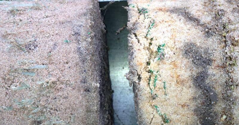 Two sand rootzone cores side by side, the right core showing horizontal green plastic mesh from reinforced turf preventing root penetration into the underlying rootzone