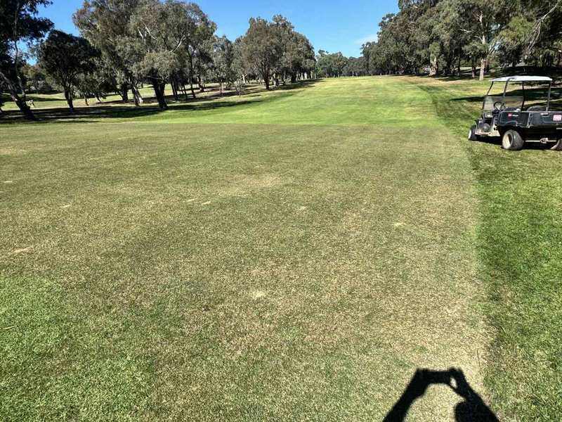 Maya seeded couch established into cleaned seedbed, May 2026 autumn, Burns GC ACT