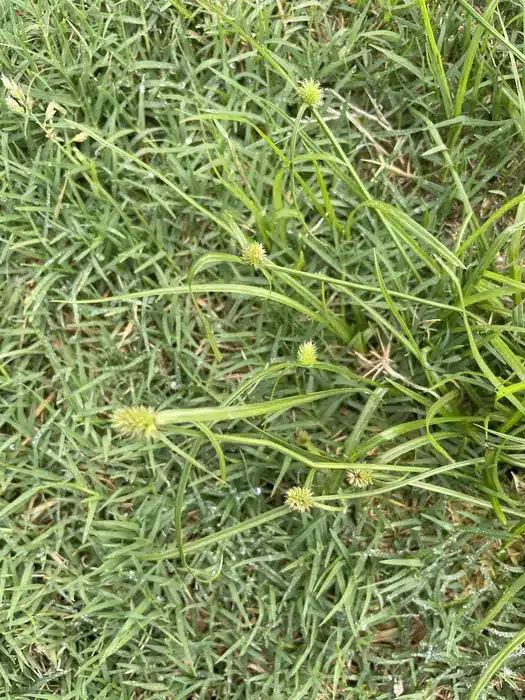 Mullumbimby couch sedge weed in Australian turf showing characteristic green-yellow globular flower heads
