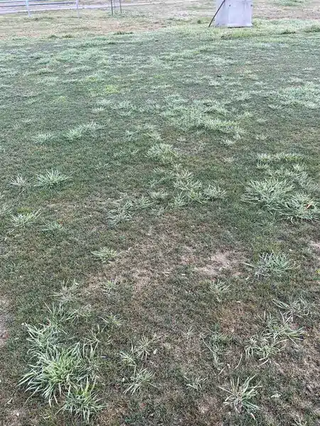 Paspalum dilatatum grass weed infestation in mown Australian sportsturf