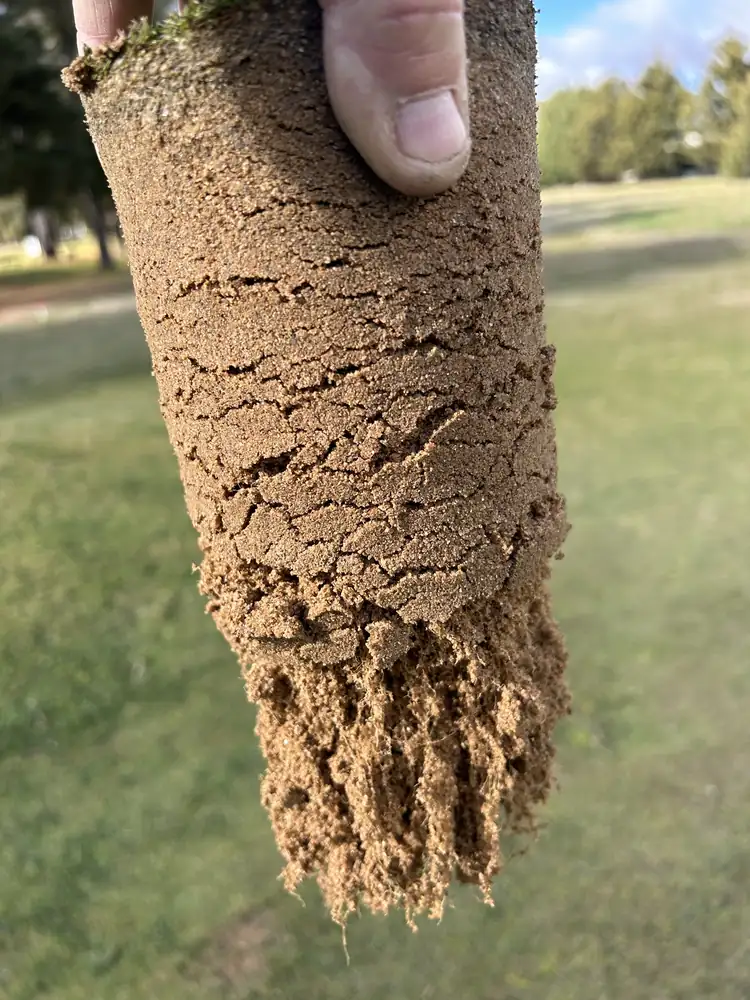 Soil core from a Gilba-programmed new green showing extensive root growth through the sand rootzone