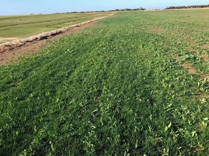 Seed production paddock showing broadleaf weed contamination growing through a grass seed crop