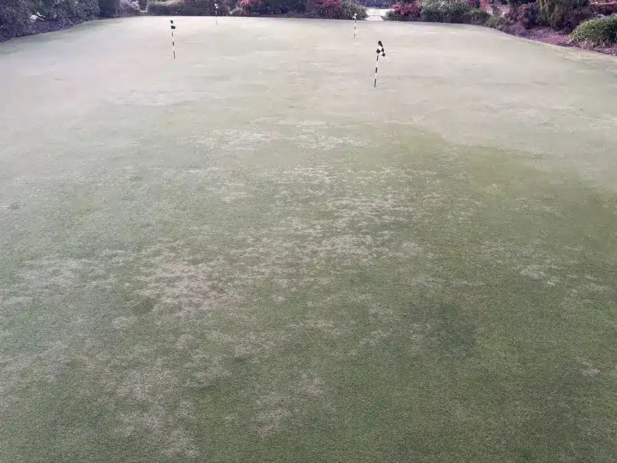 Duntryleague putting green showing pale South African couch patches more suppressed by trinexapac than surrounding Poa annua
