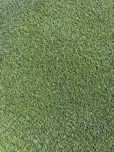 Poa annua putting green at Duntry league under trinexapac suppression
