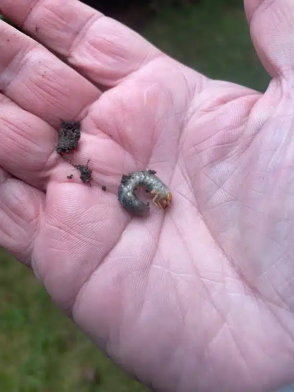 Yellow-headed cockchafer larva in a hand showing curled body, head capsule, and scale for turf pest identification