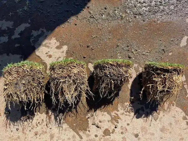 Root and stolon profile cores from four bermudagrass cultivars — Tahoma 31, TifTuf, Latitude 36 and IronCutter — showing stolon mat density and root depth, key traits for wear tolerance under cleated traffic