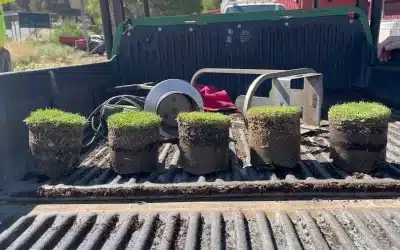 Couch Cultivar Wear Performance