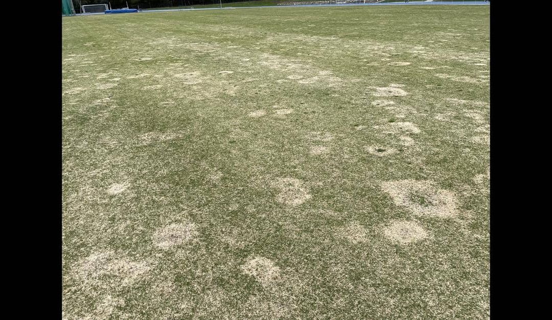 Spring Dead Spot in Couch: The Rings You See in August Started Last Autumn