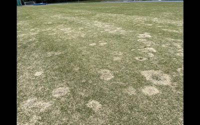 Spring Dead Spot in Couch: The Rings You See in August Started Last Autumn