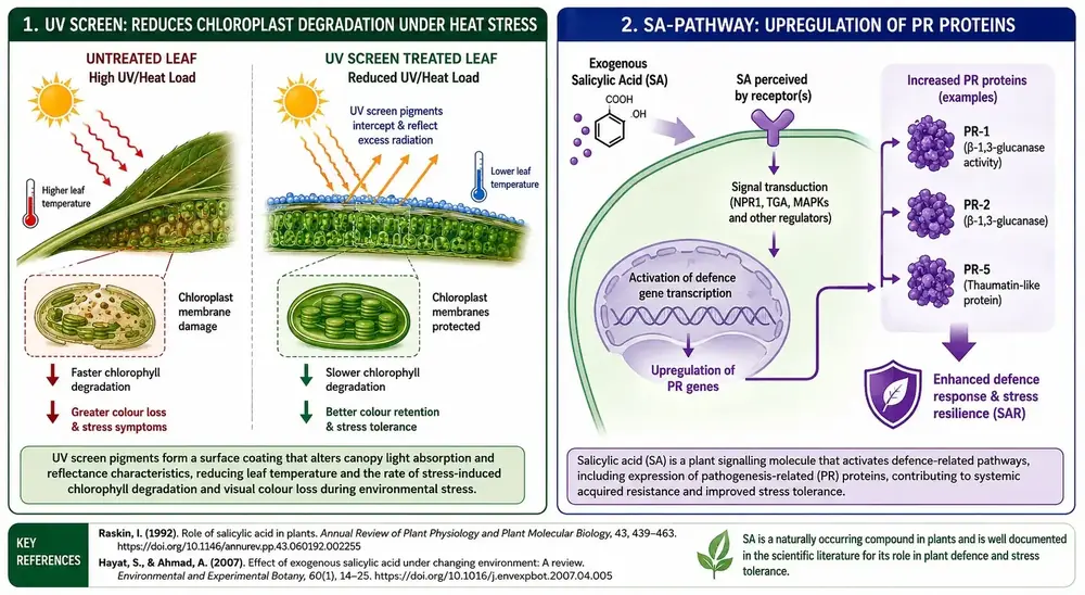 Vertmax Duo cellular mechanism diagram showing UV screen pigments reducing chloroplast degradation under heat stress alongside salicylic acid pathway upregulating PR proteins for systemic acquired resistance