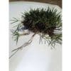 Close mown tall fescue turf sward, Spyder 2LS lateral spread tall fescue